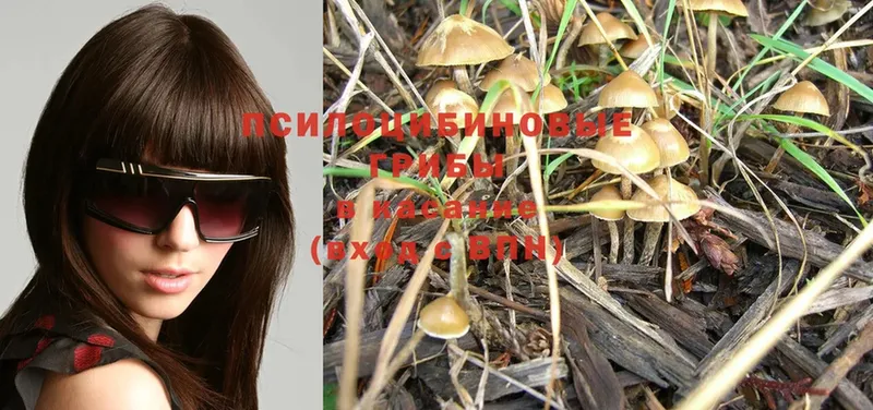 Галлюциногенные грибы Psilocybe  закладки  Александров 